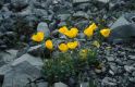 Wandern Piemonte - Papaver aurantiacum